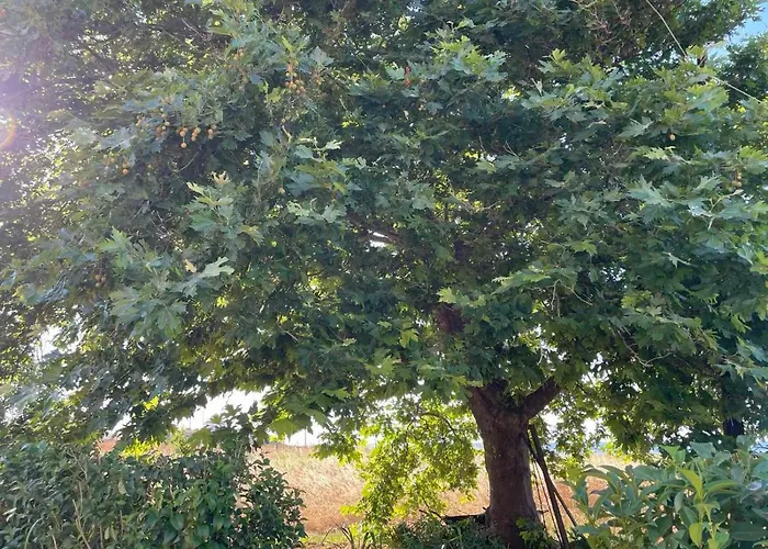 Platanos